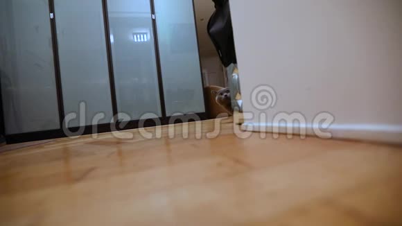 英国猫在房间里灰色的英国猫在公寓里苏格兰猫在房间里走来走去沿着房间偷偷溜达视频的预览图