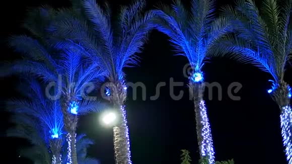 夜晚光线中的棕榈树视频的预览图