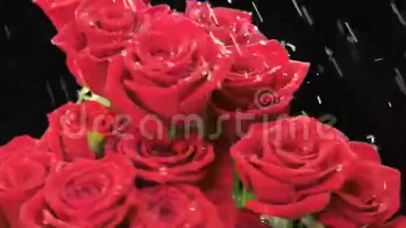红玫瑰在雨中旋转视频的预览图