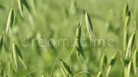 燕麦播种绿野视频的预览图