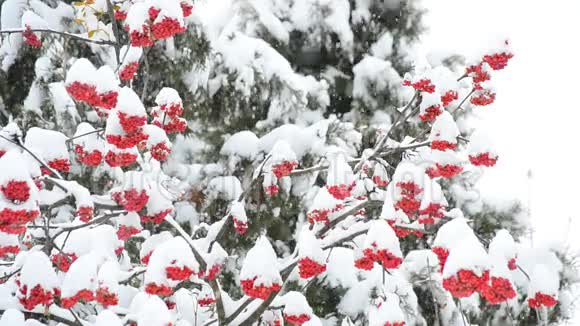 在白色和绿色背景上下雪有红色的罗旺浆果视频的预览图