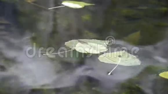 落叶和水的反射视频的预览图