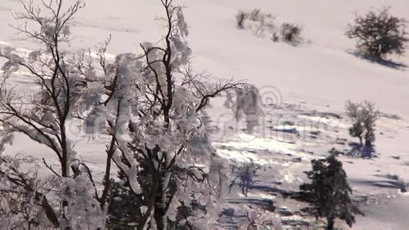 冬季森林中的霜灌视频的预览图
