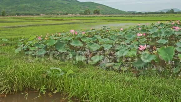 越南粉红大湖景视频的预览图