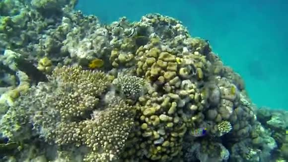 珊瑚在海水下觅食视频的预览图