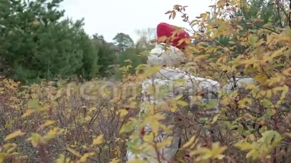秋天寒冷的天气里一个年轻的女人在森林里采摘浆果视频的预览图