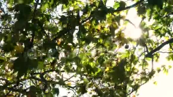 秋天或秋天阳光透过树叶闪烁视频的预览图