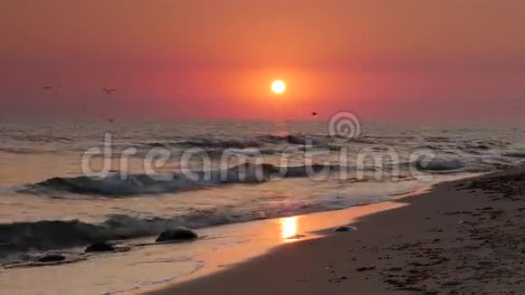 鸟儿在海滩上飞翔海上日落背景视频的预览图