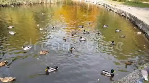 鸭子在城市公园湖里游泳视频的预览图