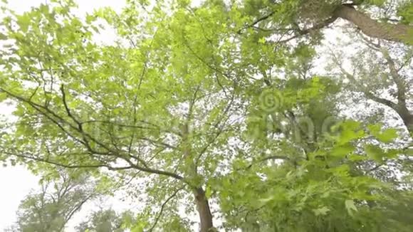 公园里的大枫树绿色的大枫树枫叶随风摇摆视频的预览图