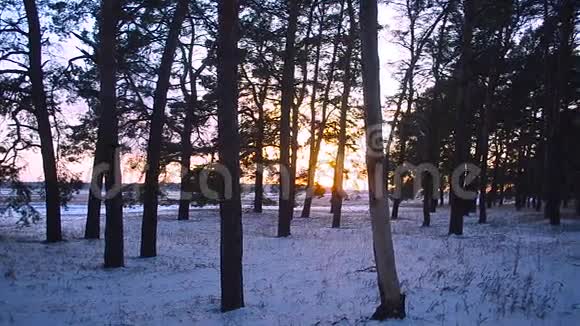 美丽的日落在冬天的森林阳光照亮松枝冬天的风景雪在森林里视频的预览图