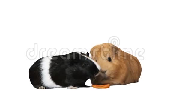 吃胡萝卜的几内亚猪视频的预览图