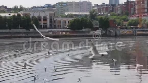 夏天白鸥飞过靠近码头的河水视频的预览图