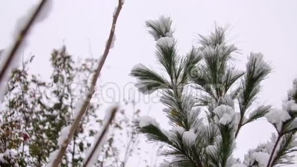 冬天雪松覆盖一个美丽的绿色雪松雪覆盖在一个镜头一根绿色的大树枝视频的预览图