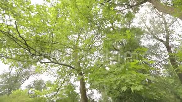 公园里的大枫树绿色的大枫树枫叶随风摇摆视频的预览图