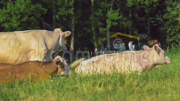 白色和棕色的奶牛在草地上休息德国视频的预览图