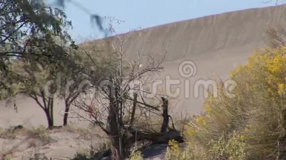 布卢瑙沙丘爱达荷州18大沙丘视频的预览图