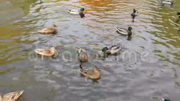 鸭子在城市公园湖里游泳视频的预览图