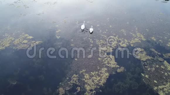 天鹅一家在湖上游泳的鸟瞰图视频的预览图