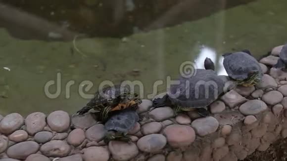 池塘附近有小海龟视频的预览图