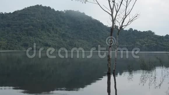 以山地为背景的湖泊中树木景观及水面倒影视频的预览图