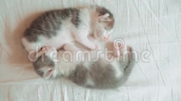 两只小猫搞笑视频正在睡觉两只小猫弟弟睡觉拥抱生活方式床上宠物猫概念视频的预览图
