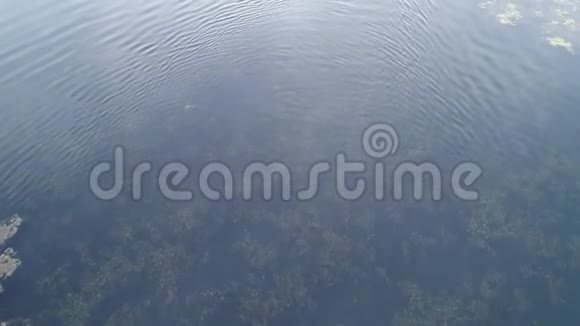 天鹅一家在湖上游泳的鸟瞰图视频的预览图