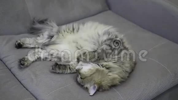 毛茸茸的猫在沙发上睡着了时间推移视频的预览图