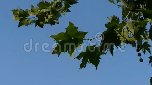 秋千平面树梧桐叶树冠视频的预览图