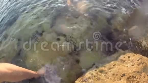 在海底岩石上的海胆用摄像机浸入水中视频的预览图
