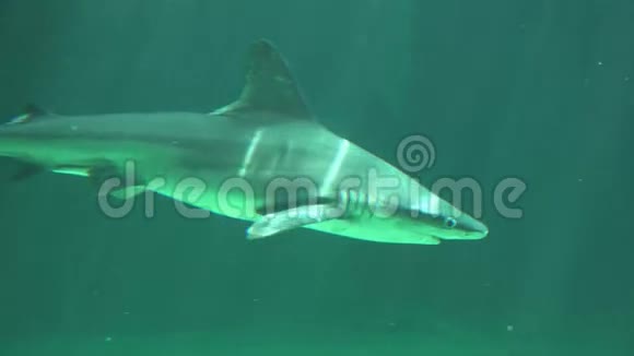 小鲨鱼在水下游泳视频的预览图