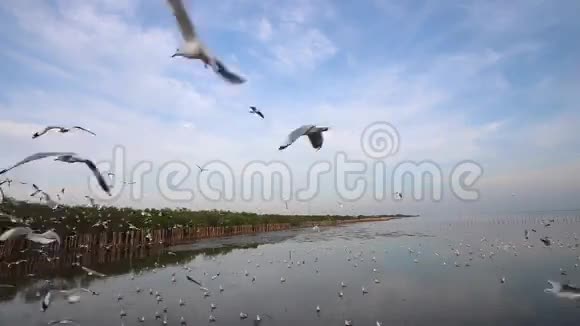 一群海鸥飞过头顶视频的预览图