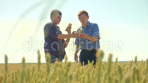 老两个农民夏季握手男子在你的智能手机麦田跑在田间小麦面包慢速视频视频的预览图