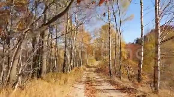 镜头移动到森林路上秋天的美丽森林视频的预览图