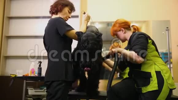 两名女性专业护手在洗完衣服和开始理发前用吹风机吹干狗视频的预览图