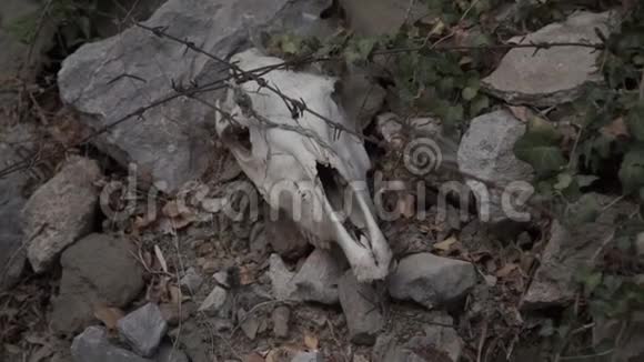 房子附近树木上的动物头骨和颚骨视频的预览图