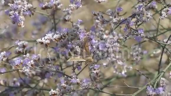 荆棘上的蝴蝶开着美丽的紫色花朵视频的预览图
