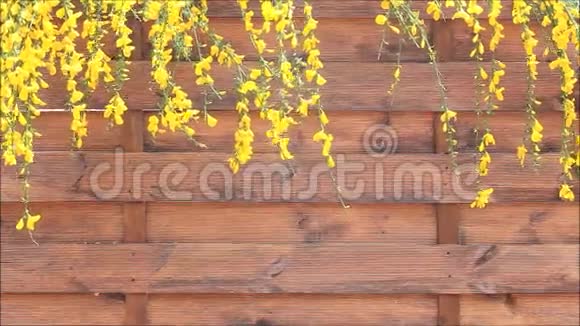 棕色木墙上的黄色花朵视频的预览图
