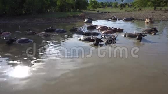 水牛在泥里洗澡视频的预览图