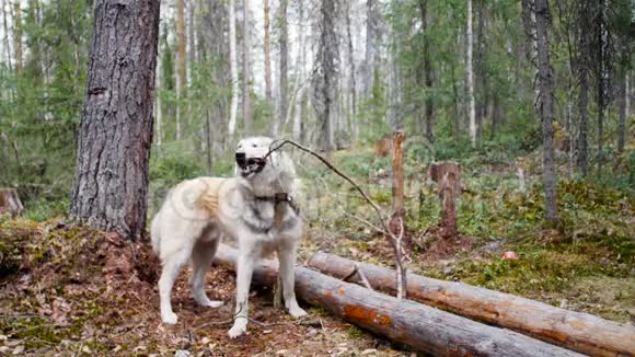 狗嘴里拿着一根棍子在森林里的背景上视频的预览图