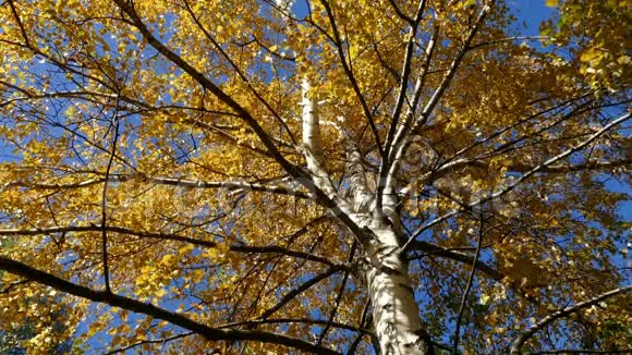 秋天的白桦树顶着天空视频的预览图