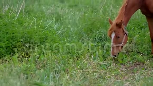 马在绿野上放牧吃草视频的预览图