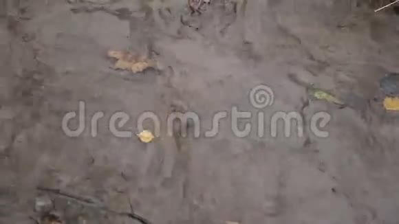 黄色的叶子漂浮在小溪里视频的预览图