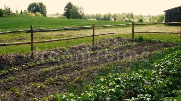 私人菜园种植各种可食用植物视频的预览图