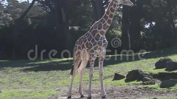 长颈鹿在公园里视频的预览图
