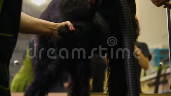 两名女性职业运动员在洗完后和开始理发前用吹风机擦干狗把狗擦干视频的预览图