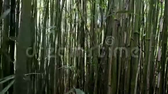 竹林的潘视频的预览图