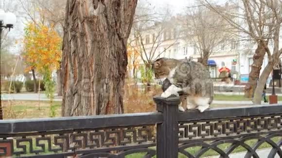 野猫走在金属公园的栅栏上视频的预览图