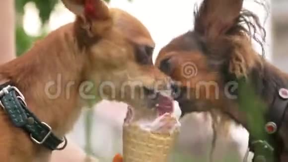 两只狗舔冰淇淋那些猎犬吃美味的奶油冰淇淋带有草莓味的冰淇淋甜筒有害视频的预览图