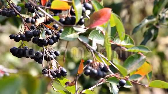 枝上腐竹的成熟浆果阿罗尼亚视频的预览图